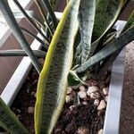 Dracaena trifasciata Blatt