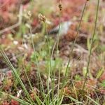 Carex stenophylla Агульны выгляд