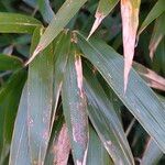 Pseudosasa japonica Leaf