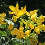 Senna macranthera Fleur