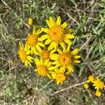 Senecio pterophorus Flower