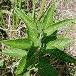 Rotheca myricoides पत्ता