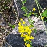 Cytisus decumbens Flor
