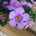 Sutera cordata Fula