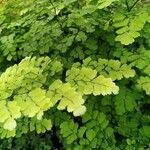 Adiantum raddianum Leaf