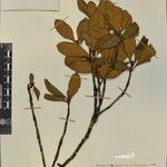 Rhododendron cinnabarinum その他の提案