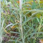 Erysimum odoratum Bark