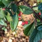 Cotoneaster coriaceus Fruit