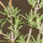 Thymus baeticus Other