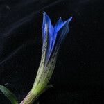 Gentiana meiantha Flower