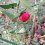 Ruscus aculeatus 果實