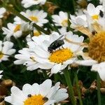 Leucanthemopsis alpina Květ