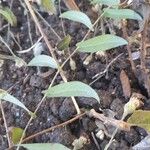 Symphyotrichum patens Leaf