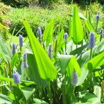 Pontederia cordata Habitus