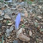 Crocus cancellatus