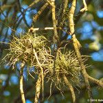 Tillandsia recurvata पत्ता