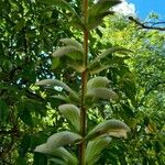 Acanthus mollis Feuille