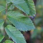 Ulmus davidiana Leaf