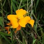 Erysimum odoratum Λουλούδι