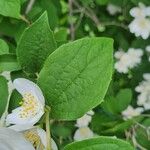 Philadelphus lewisii Folha