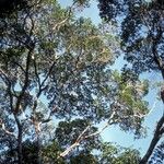 Humiria balsamifera Hábito