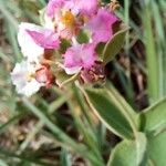 Banisteriopsis muricata Flor