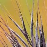 Bromus rubens অভ্যাস