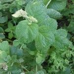 Mentha × rotundifolia Leaf