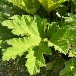 Gunnera tinctoria Blad