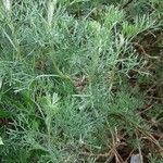 Artemisia alba Likasa
