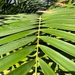 Ceratozamia mexicana برگ