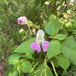 Impatiens balfouriiFlor