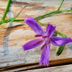 Prenanthes purpurea Flor