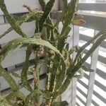 Opuntia maxima Yaprak