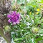 Galactites tomentosusBloem