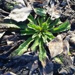 Echium asperrimum Hoja