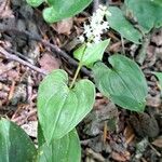 Maianthemum bifolium Flower