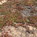 Carpobrotus chilensis Hoja