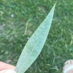 Salix alba Folha