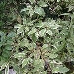 Cornus alba 叶