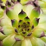 Sempervivum montanum অভ্যাস