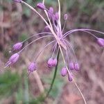 Allium carinatumBlomma