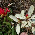 Rhododendron neriiflorum Folha