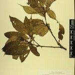 Lithocarpus pachyphyllus Other