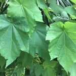 Sparrmannia africana Leaf