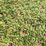 Laretia acaulis Hoja