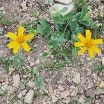 Amblyolepis setigera Flower