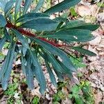Euphorbia amygdaloides Blad