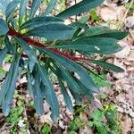 Euphorbia amygdaloides Blatt