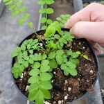 Polemonium pulcherrimum Leaf